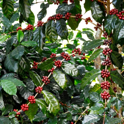 Kawowiec arabski Himalaya - Coffea arabica - nasiona kawowca - 15 szt.