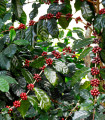 Kawowiec arabski Himalaya - Coffea arabica - nasiona kawowca - 15 szt.