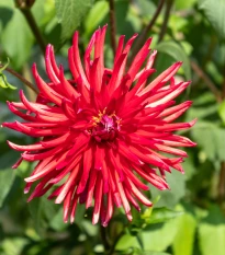 Astra čínská jehlicovitá červená - Callistephus chinensis - semena astry - 150 ks