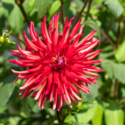 Astra čínská jehlicovitá červená - Callistephus chinensis - semena astry - 150 ks