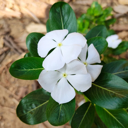 Barvínek White F1 - Catharanthus - semena barvínku - 30 ks