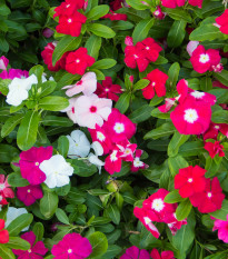 Barwinek Mediterranean Mix F1 - Catharanthus - nasiona barwinka - 30 szt.