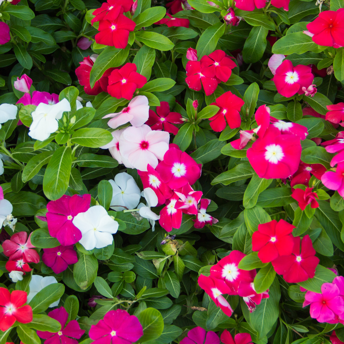 Barwinek Mediterranean Mix F1 - Catharanthus - nasiona barwinka - 30 szt.