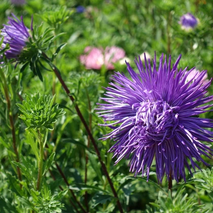 Astra čínská jehlicovitá fialová Denisa - Callistephus chinensis - semena astry - 150 ks