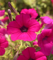 Petúnie Purple Velvet F1 - Petunia hybrida - semena petúnie - 12 ks