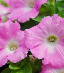 Petúnie Rosy Velvet F1 - Petunia hybrida - semena petúnie - 12 ks