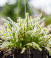 Rosnatka kapská nízká White flower - Drosera Capensis - semena rosnatky - 15 ks