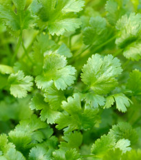 BIO Koriandr setý Caribe - Coriandrum sativum - bio semena koriandru - 50 ks