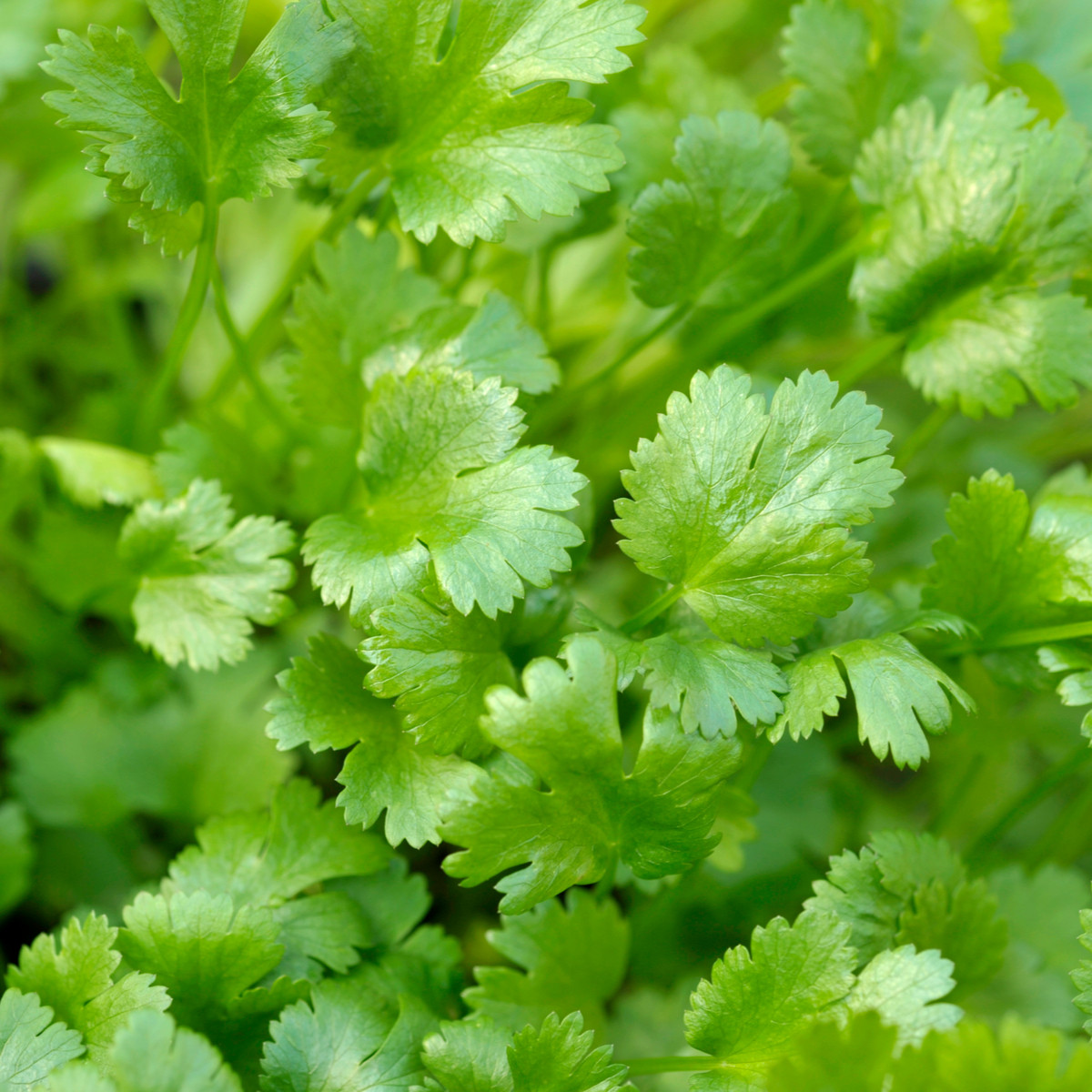 BIO Koriandr setý Caribe - Coriandrum sativum - bio semena koriandru - 50 ks