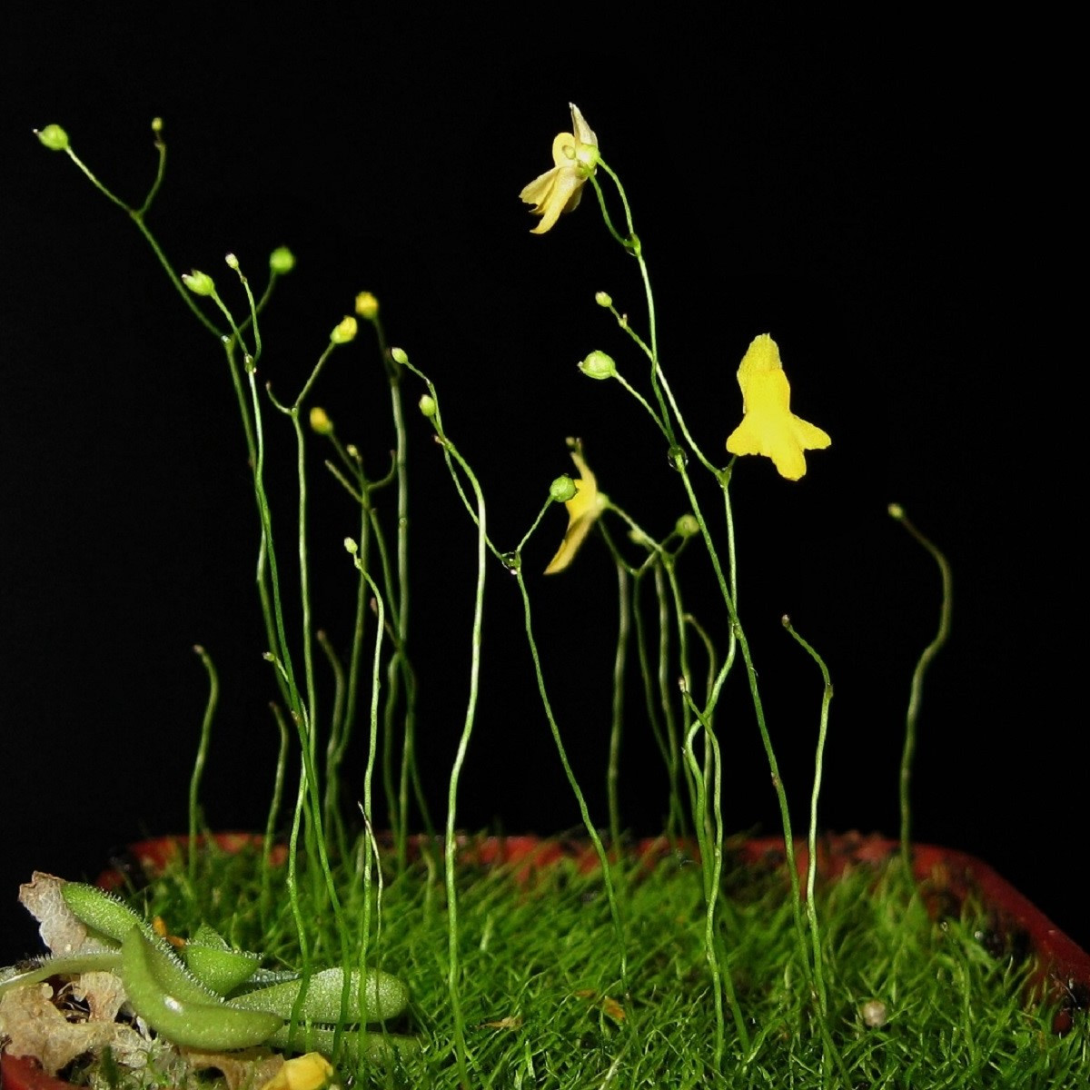 Bublinatka šídlovitá - Utricularia subulata - semena bublinatky - 15 ks