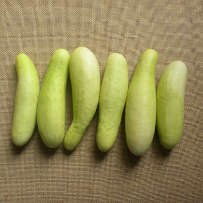 Okurka salátová Martini F1 - Cucumis sativus - semena okurky - 10 ks
