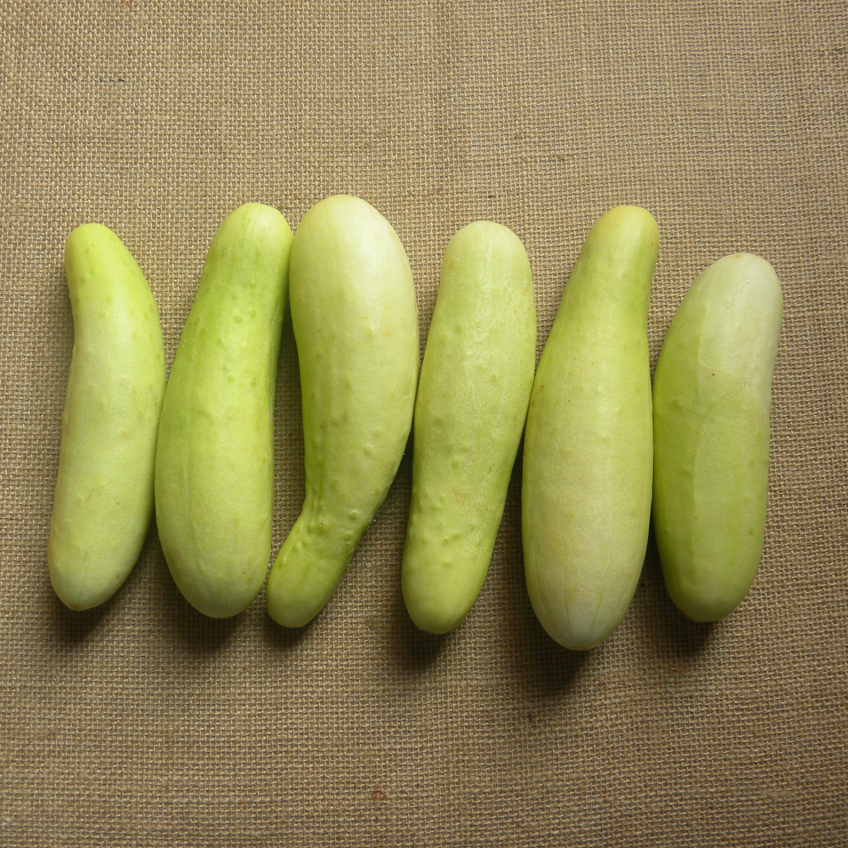 Okurka salátová Martini F1 - Cucumis sativus - semena okurky - 10 ks