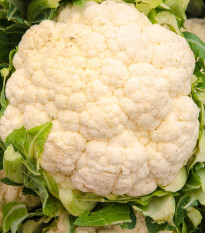 Květák Bora - Brassica oleracea - semena květáku - 140 ks