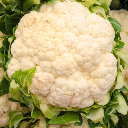 Květák Bora - Brassica oleracea - semena květáku - 140 ks