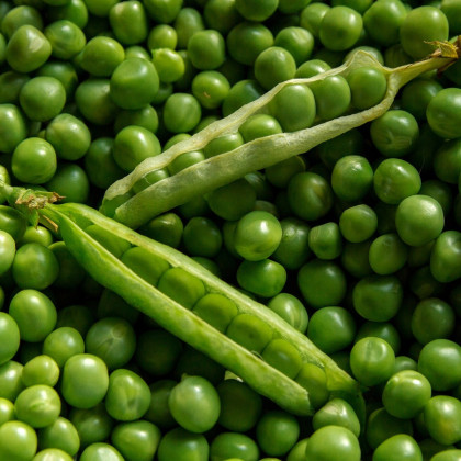 Hrách setý dřeňový Oskar - Pisum sativum - semena hrachu - 80 ks