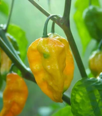 Chilli Habanero Lemon - Capsicum chinense - semena chilli - 10 ks
