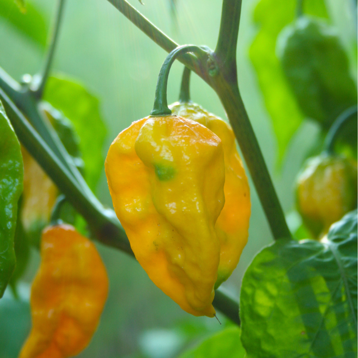 Chilli Habanero Lemon - Capsicum chinense - semena chilli - 10 ks