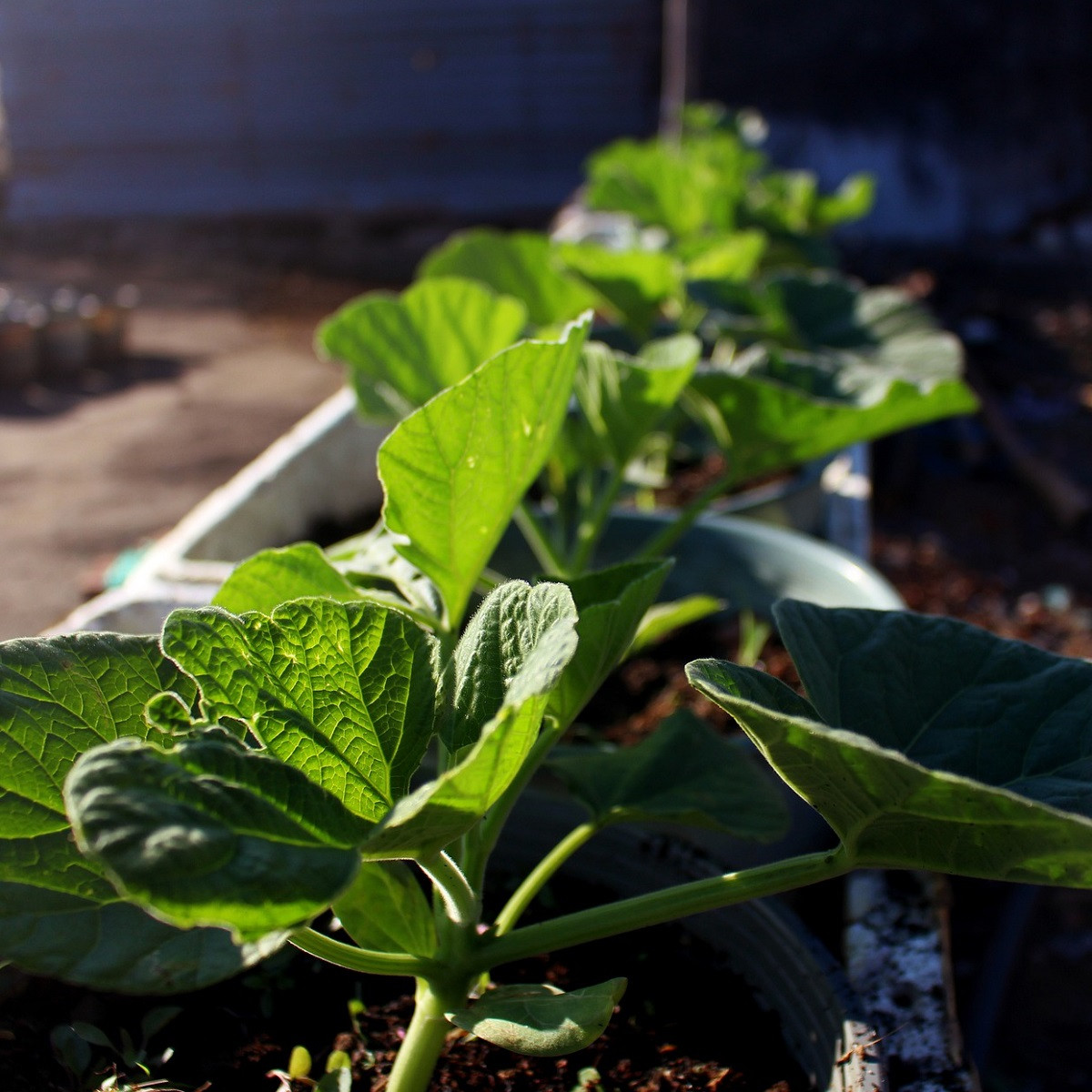 Tykev pro roubování Sprinter F1 - Cucurbita maxima - semena tykve - 12 ks