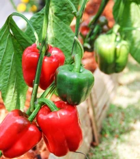 BIO Paprika Yolo Wonder - Capsicum annuum - bio semena papriky - 10 ks