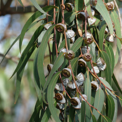 Eukalyptus - Blahovičník - Eucalyptus globulus - semena eukalyptu - 8 ks
