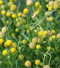 Jahodová tráva - Záplevák vonný - Cephalophora aromatica - semena jahodové trávy - 10 ks