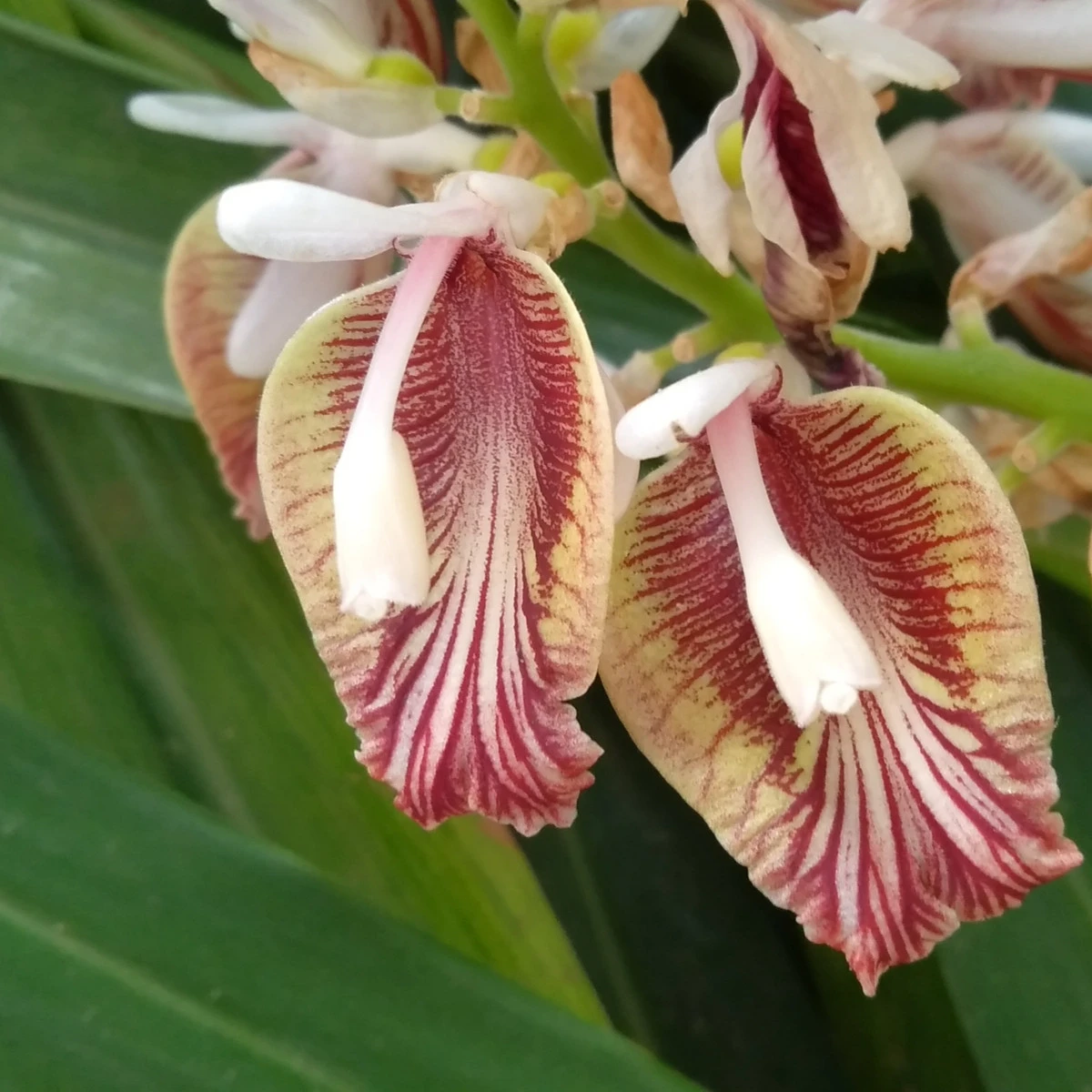 Kardamovník obecný - Elettaria cardamomum - semena kardamovníku - 5 ks