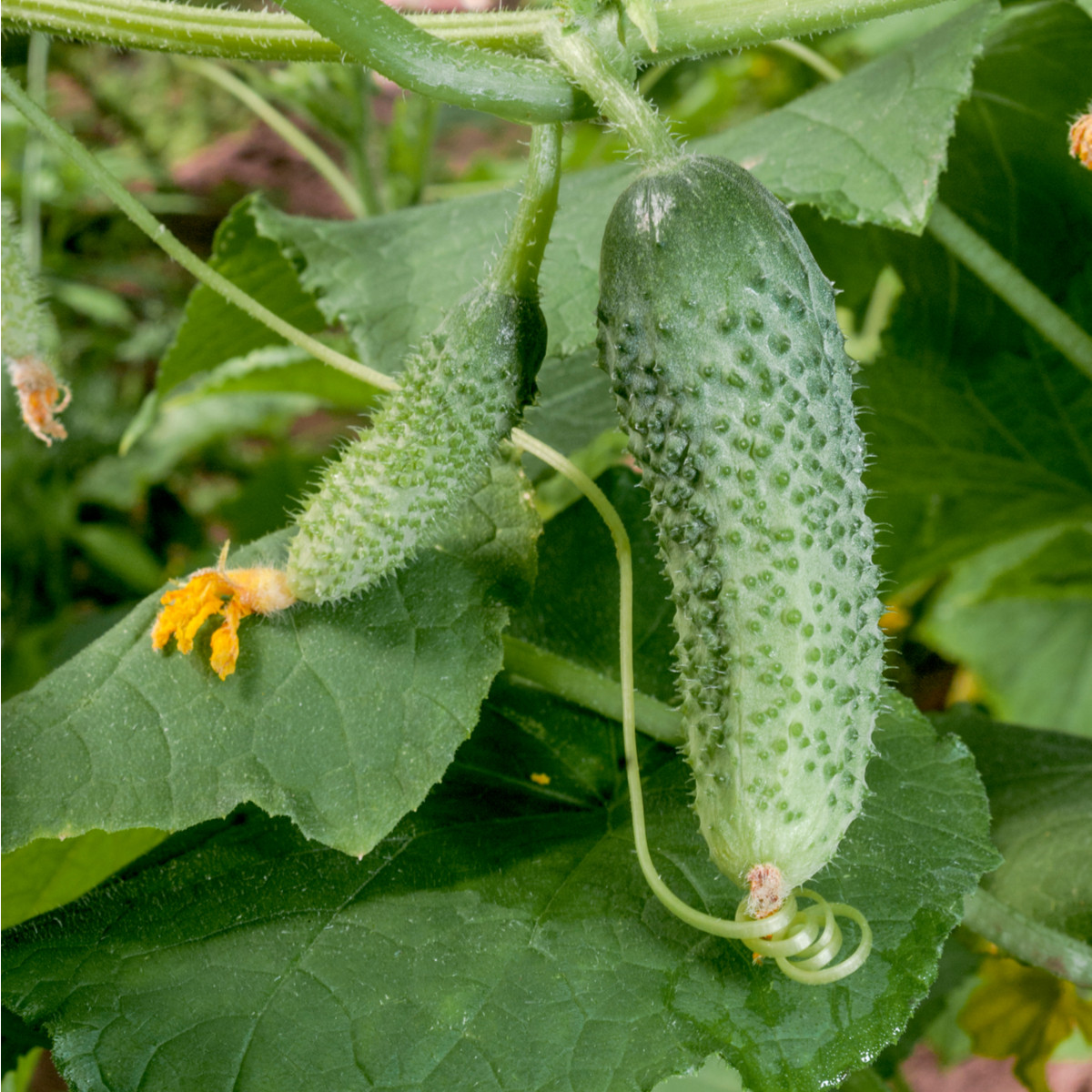 BIO Okurka nakládačka Diamant F1 - Cucumis sativus - bio semena okurky - 8 ks
