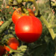 Pomidor Harzfeuer - Solanum lycopersicum - nasiona pomidora - 6 szt.