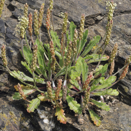 Jitrocel Minutina - Plantago coronopus - semena jitrocele - 500 ks
