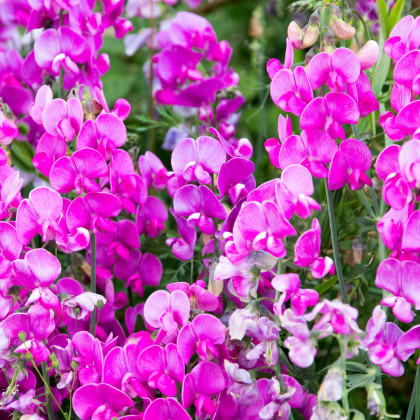 Hrachor vonný Painted Lady - Lathyrus odoratus - semena hrachoru - 12 ks