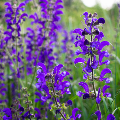 Šalvěj luční - Salvia pratensis - semena šalvěje - 150 ks