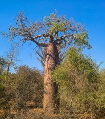 Baobab Fony - Adansonia fony - semena baobabu - 2 ks