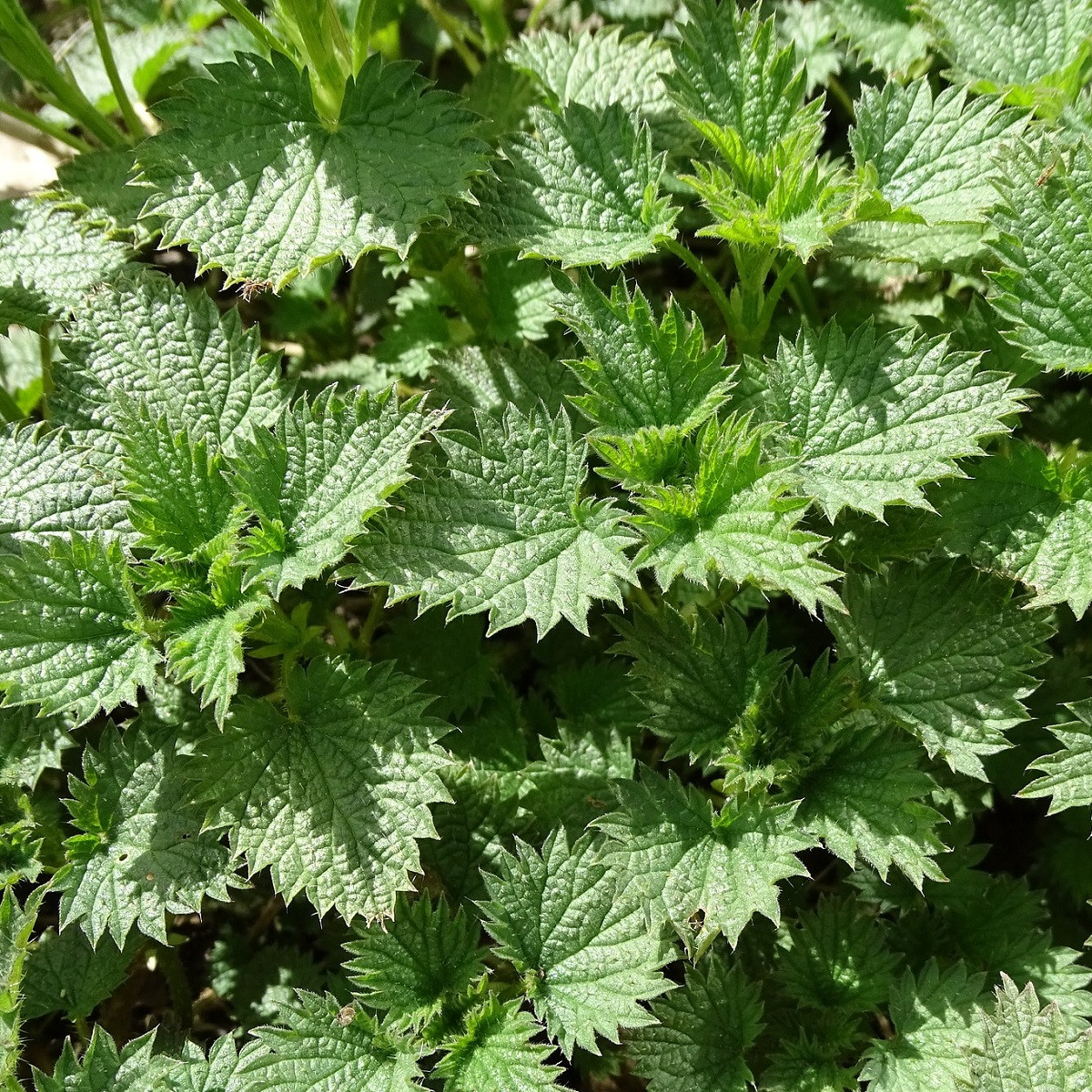 BIO Kopřiva dvoudomá - Urtica dioica - bio semena kopřivy - 500 ks