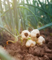 Sadbový česnek Dukát - Allium sativum - paličák - cibule česneku - 1 balení