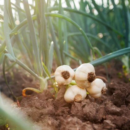 Sadbový česnek Dukát - Allium sativum - paličák - cibule česneku - 1 balení
