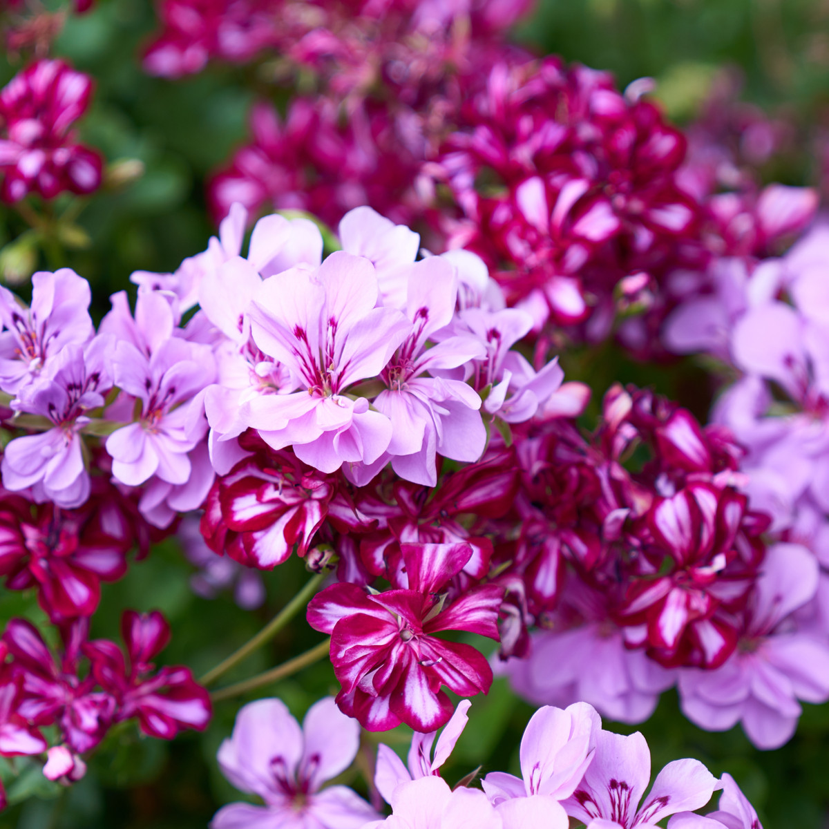 Muskat zwisający Tornado mieszanka kolorów - Pelargonium peltatum - nasiona pelargonii - 4 szt.
