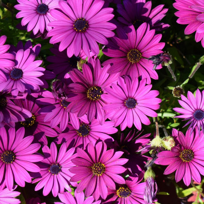 Dimorfoteka Asti Mix F1 - Osteospermum ecklonis - nasiona dimorfoteky - 6 szt.