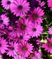 Dimorfoteka Asti Mix F1 - Osteospermum ecklonis - nasiona dimorfoteky - 6 szt.