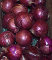 Cibule Magnate F1 - Allium cepa - semena cibule - 150 ks