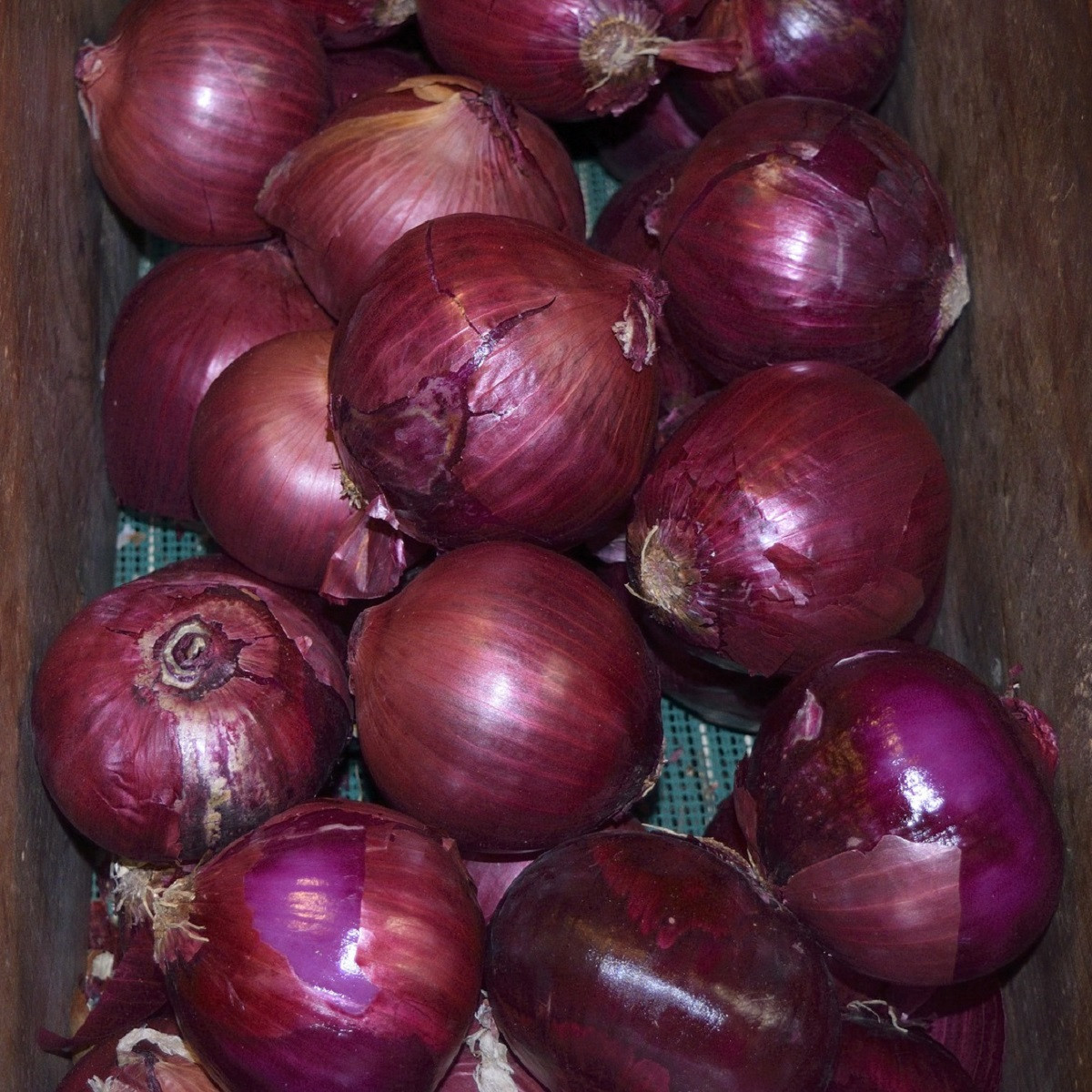 Cibule Magnate F1 - Allium cepa - semena cibule - 150 ks