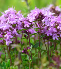 Mateřídouška úzkolistá Magic Carpet - Thymus serpyllum - semena mateřídoušky - 0,03 g