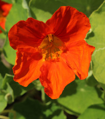 Lichořeřišnice Jewel Cherry Rose - Kapucínka - Tropaeolum minus - semena lichořeřišnice - 10 ks