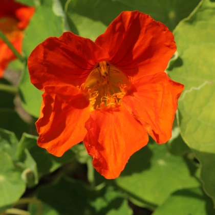 Lichořeřišnice Jewel Cherry Rose - Kapucínka - Tropaeolum minus - semena lichořeřišnice - 10 ks