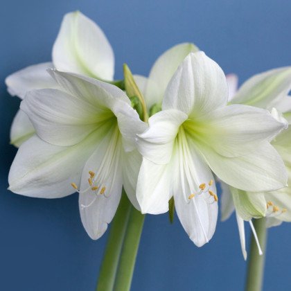 Hvězdník Mount Blanc - Hippeastrum - cibule hvězdníku - 1 ks