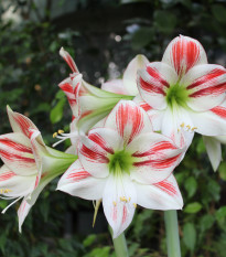 Hvězdník Ambiance - Hippeastrum - cibule hvězdníku - 1 ks