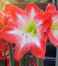 Hvězdník Minerva - Hippeastrum - cibule hvězdníku - 1 ks