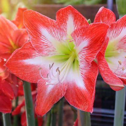 Hvězdník Minerva - Hippeastrum - cibule hvězdníku - 1 ks
