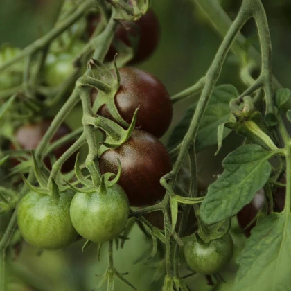 Rajče Black Opal - Solanum lycopersicum - semena rajčete - 7 ks