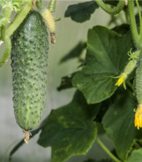 Okurka nakládačka Excelsior F1 - Cucumis sativus - semena okurky - 7 ks