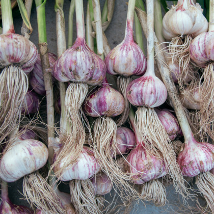 Sadbový česnek Topaz - Allium sativum - paličák - cibule česneku - 1 balení